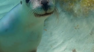 look at this beautiful seal swimming