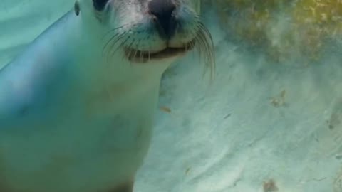 look at this beautiful seal swimming