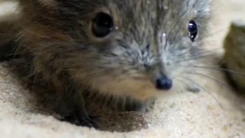 Two baby elephant shrews