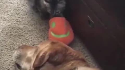 Funny cat and dog