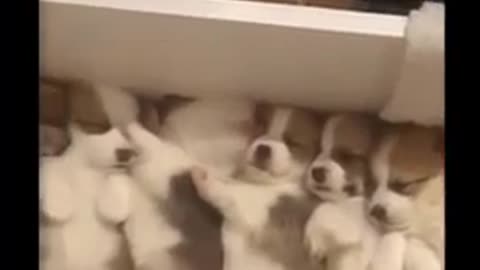 Cute And Funny Puppy Moment _ Smart Dog _