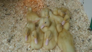 Ducklings. Lots of amazing little ducklings