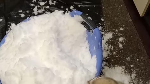Pet Ferret Plays in Bucket of Snow