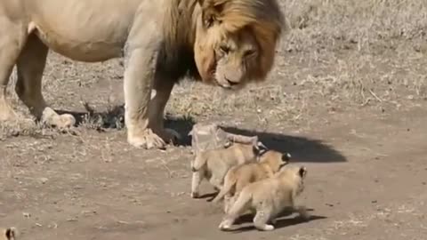 Cute lion cubs meet dad _- cute baby lion