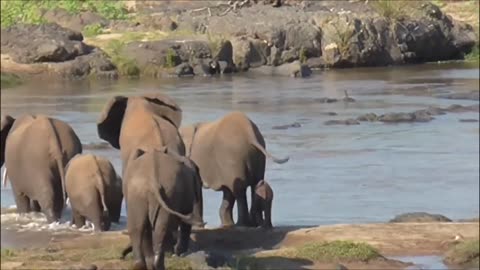 Look at this Tiny elaphants Crossing in the river