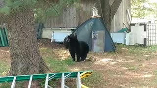 Boo Boo 🐻 is after the bird feeder 😂