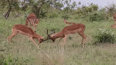 Impala ramps fighting