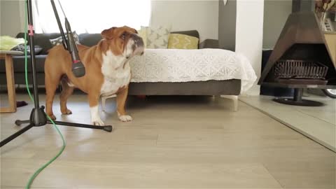 Funny bulldogs sounds