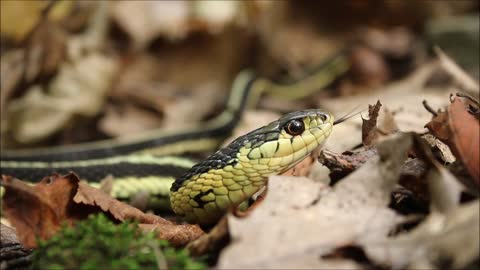 Garter Snake Close Up