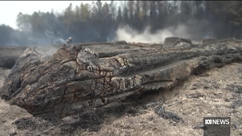 Argentina wildfires: Corrientes declared 'ecological and environmental disaster zone' | The World