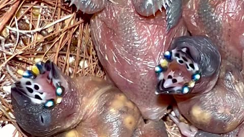 Gouldian finch chicks - baby birds