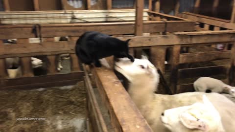 Sheep gets revenge on cat