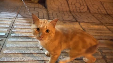 funny cat; How Cats React When Seeing Stranger 1st Time - Running or Being Friendly 9? | Viral Cat