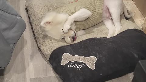 Jack The American Eskimo Dog Cleaning Time