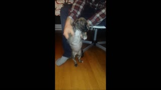 Funny Dancing Puppy