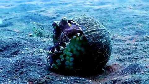 Veined Octopus #shorts #shortvideo #video #virals #videoviral