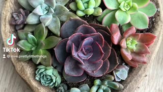 Happy Succulent