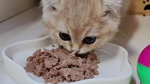 "Feeding my hungry cat with nutritious food"