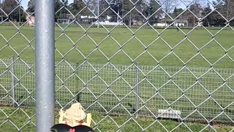 Bearded Dragon Basking on wire fence