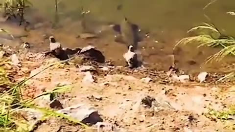 Have you seen fish is hunting a bird - its amazing- watch the video and comment