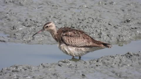 Little Sandpiper 5_Tainan Xuejiyu District_20221107