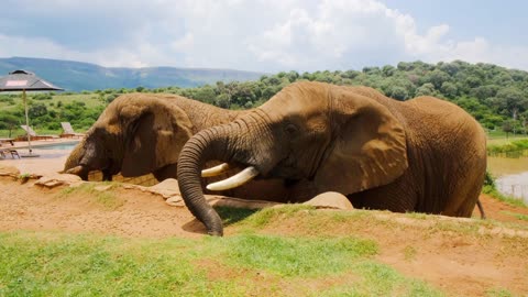 A man Feeding Elephant - Beautiful Wild Elephant