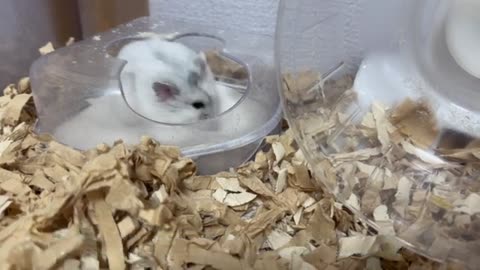 【ハムスター】砂場の砂を待つジャンガリアンハムスター【4K】Djungarian hamster waiting for sand in the sandbox