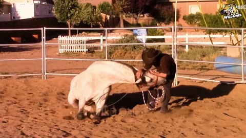 30 Dangerious Horse Kicks Moments Caught on Camera !