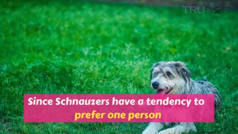 The Ultimate Guide To Caring For My Schnoodle