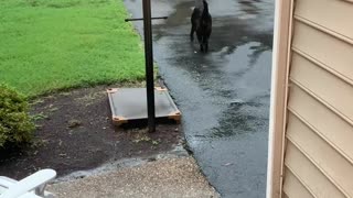 Labrador dog can’t be stopped from his daily duty!