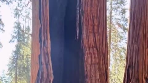 A secret tree hole was found in Sequoia Park.