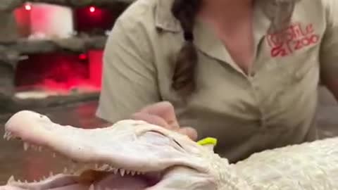 The crocodile loves to have his back scratched 👀