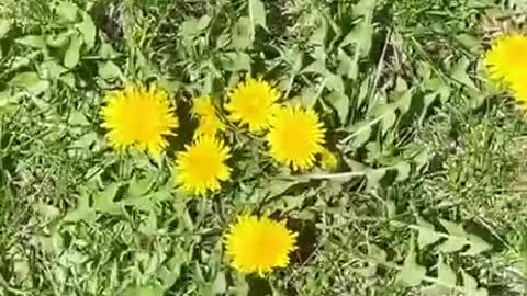 Health - Dandelions For Your Heart