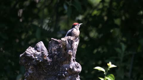 Nice woodpecker