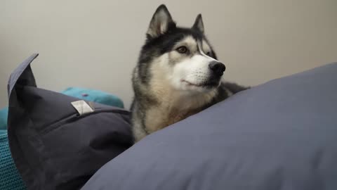 Crazy Husky Has BEEF With His BEANBAG!