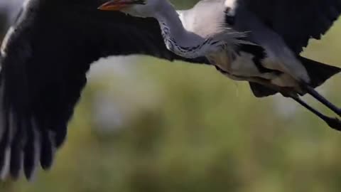Herons flying