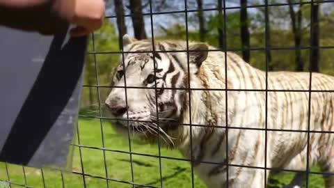 Baby White Tiger