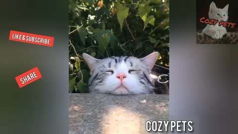 Top best of funny animals, funny clips !