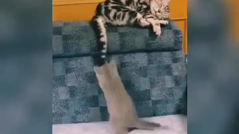 Funny video of a cute cat trying to catch another cat's tail