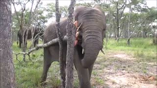 Ambicioso elefante joven intenta derribar un árbol