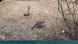 My Canada Geese visit 2023