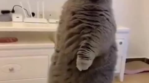 Aww! funny cute cat videos compilation 🐱💘 Kitten & Cash (china tiktok videos