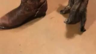 Kitten Attacks Cowboy Boot