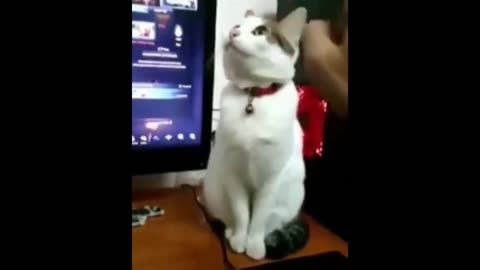 Funny animals - Funny cats / dogs - Funny animal videos 2023 /Haypyy Pett