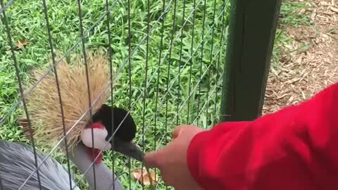 Monkey Throwing Poop at Kids