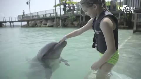 Dolphin Cove Ocho Rios- Dolphin Experience in Jamaica_Cut