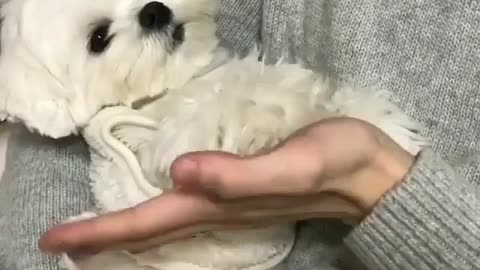 A Bichon bear who likes to high-five his master