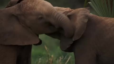 Baby Animals Must watch carefully to survive the wild
