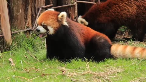 Red Panda