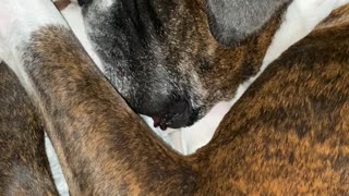 Boxer's Snoring and Lip Flapping Are Adorable